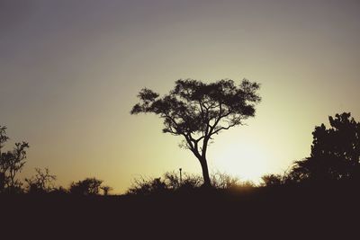 Silhouette trees on field against sky at sunset