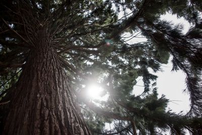 Low angle view of trees in forest against sky