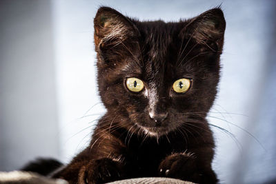 Close-up portrait of black cat