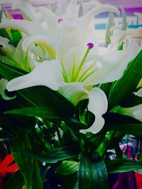 Close-up of white flowers blooming outdoors