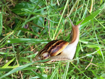 High angle view of insect on field