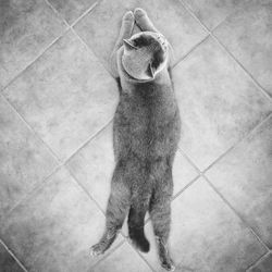 High angle view of a dog