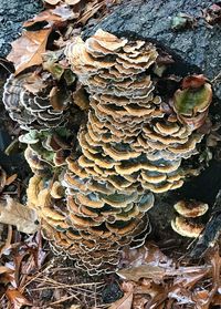 Close-up of mushroom growing on tree trunk