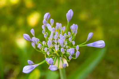 Close up allium flower in nature