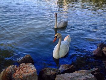 High angle view of swan swimming on lake