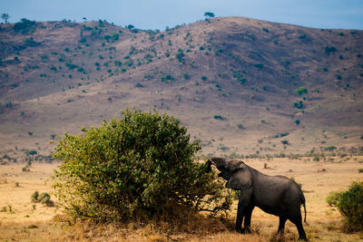 Horse on field against sky
