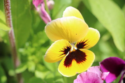 Close-up of yellow flowering plant