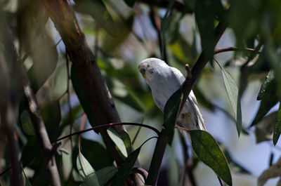 Close-up of bird perching on branch