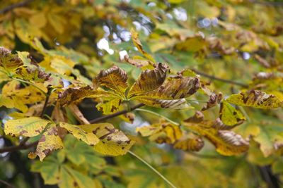 Close-up of autumn leaves on branch