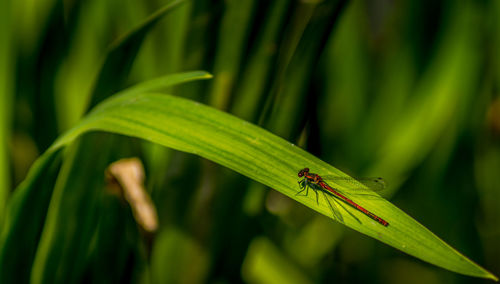 Close-up of insect on plant