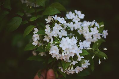 Close-up of hand holding white flowers