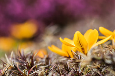 Close-up of yellow flowering plant