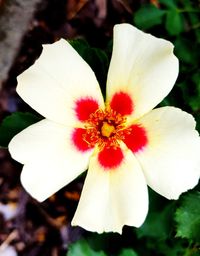Close-up of white flowering plant