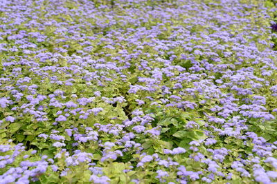 Close-up of purple flowering plants on field