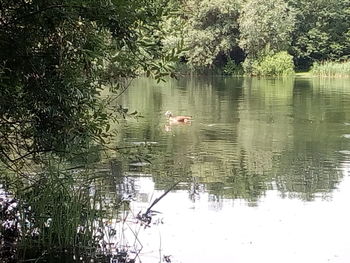 View of birds in lake