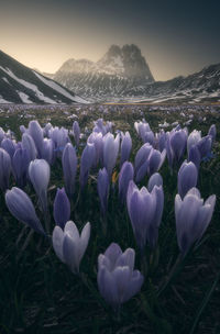 Close-up of flowers growing on field