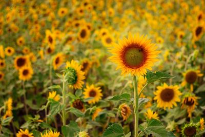 Close-up of sunflower on field