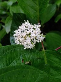 Close-up of white butterfly on plant