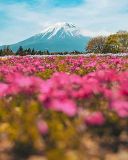 Pink flowering plants on land against sky