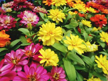 High angle view of yellow flowers blooming in park