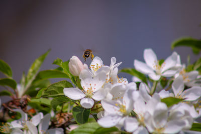 Close-up of insect on white flower honey bee 