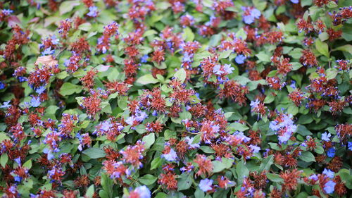 Full frame shot of pink flowers