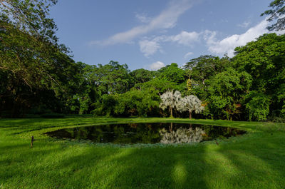Scenic view of lake by trees against sky exotic flora garden in san felipe venezuela