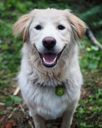 Portrait of dog on field
