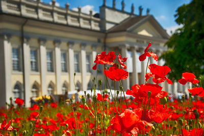 Close-up of red flower blooming in park