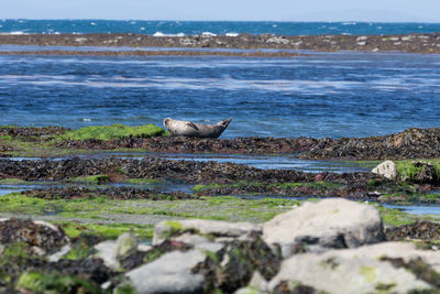 Side view of a seal at shore
