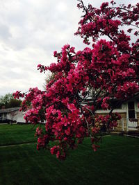 Pink flowers blooming in park
