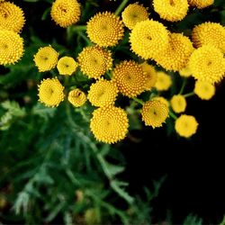 Close-up of yellow flowers