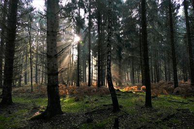 Sunlight streaming through trees in forest