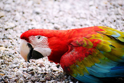 pet