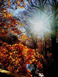 Sun shining through trees