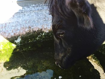 Close-up of black horse