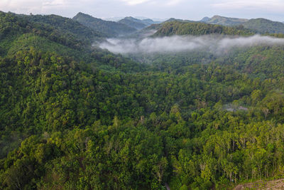 Scenic view of forest against mountains