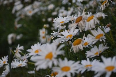 Close-up of fresh white flowers blooming outdoors