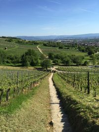 Scenic view of vineyard against sky