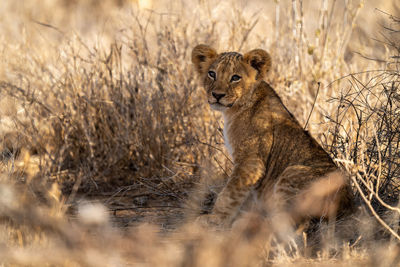 Lion cub sits