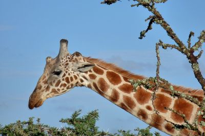 View of giraffe against sky