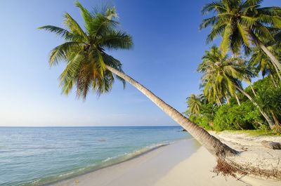 Palm tree on beach against sky