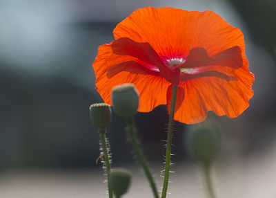 Close-up of orange poppy