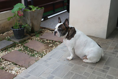 High angle view of dog looking away while sitting on floor