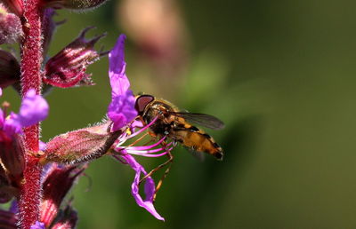 Close-up of bee pollinating on purple flower