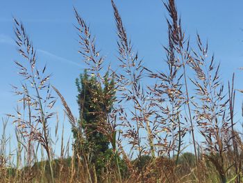 Close-up of fresh plants against clear blue sky