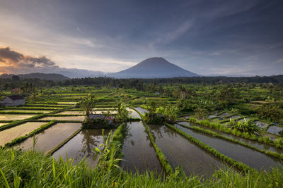 Scenic view of agricultural field against sky