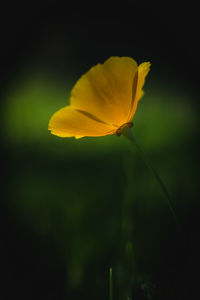 Close-up of yellow flower