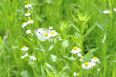 Close-up of white daisy flowers on field