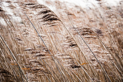 Close-up of plant against blurred background